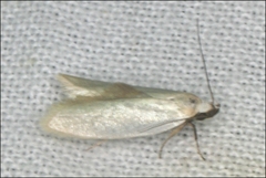 Xylorycta assimilis