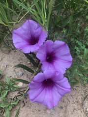 Ipomoea leptophylla
