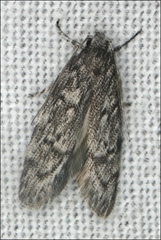 Ericrypsina chorodoxa