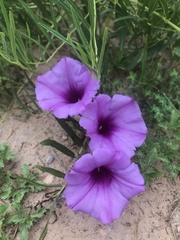 Ipomoea leptophylla
