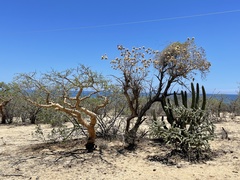 Nahuatlea arborescens