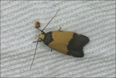 Heteroteucha kershawi