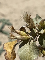Nahuatlea arborescens