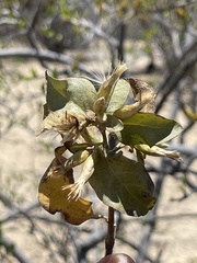 Nahuatlea arborescens