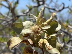 Nahuatlea arborescens