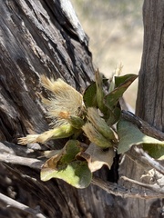 Nahuatlea arborescens