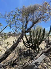 Nahuatlea arborescens