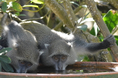 Cercopithecus mitis erythrarchus