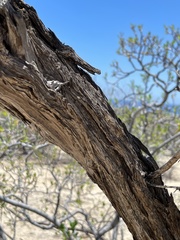 Nahuatlea arborescens