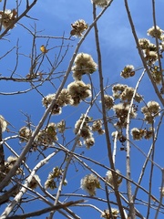 Nahuatlea arborescens