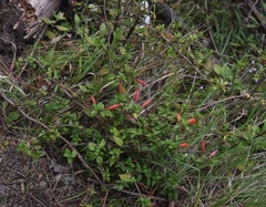 Clinopodium macrostemum