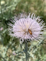 Cirsium mohavense