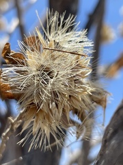 Nahuatlea arborescens