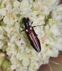 Agrilus blandus