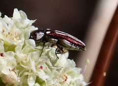 Agrilus blandus