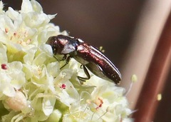 Agrilus blandus