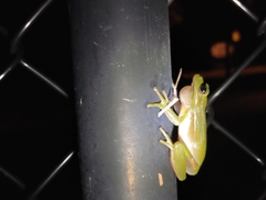 Hyla cinerea