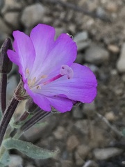 Epilobium siskiyouense