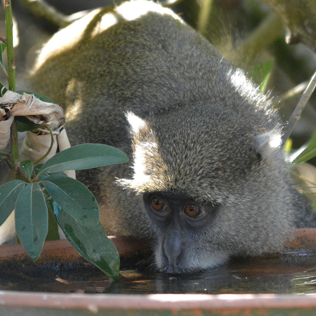 White-throated Samango (Cercopithecus mitis erythrarchus) - Know Your ...