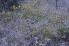 Acacia hakeoides