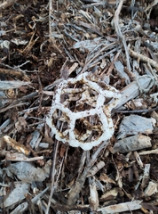 Ileodictyon cibarium