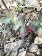 Epilobium siskiyouense