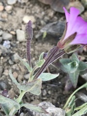 Epilobium siskiyouense