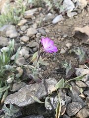Epilobium siskiyouense