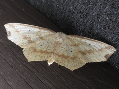 Pareclipsis gracilis