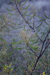 Acacia hakeoides