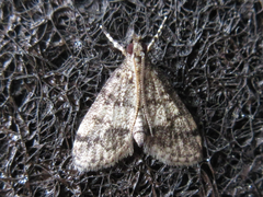 Dolicharthria bruguieralis