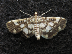 Nacoleia sibirialis