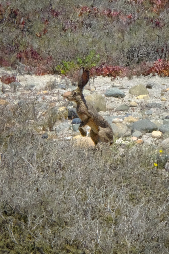 San Diego black-tailed jackrabbit