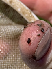 Pyrgulopsis gibba