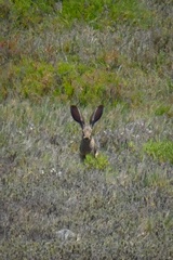 Lepus californicus bennettii