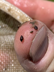 Pyrgulopsis gibba