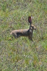 Lepus californicus bennettii