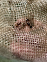 Pyrgulopsis gibba