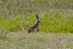 Lepus californicus bennettii