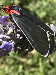 Ctenucha rubroscapus
