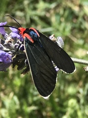 Ctenucha rubroscapus