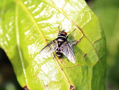 Trigonospila cingulata