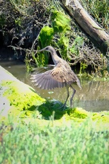 Rallus obsoletus levipes