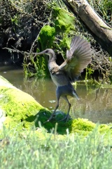 Rallus obsoletus levipes