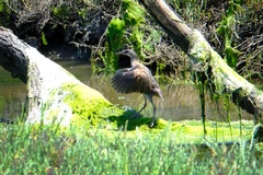 Rallus obsoletus levipes