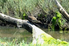 Rallus obsoletus levipes