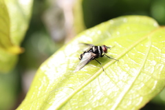 Trigonospila cingulata