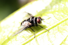 Trigonospila cingulata