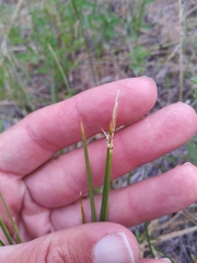 Carex geyeri