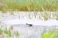 Rallus obsoletus levipes